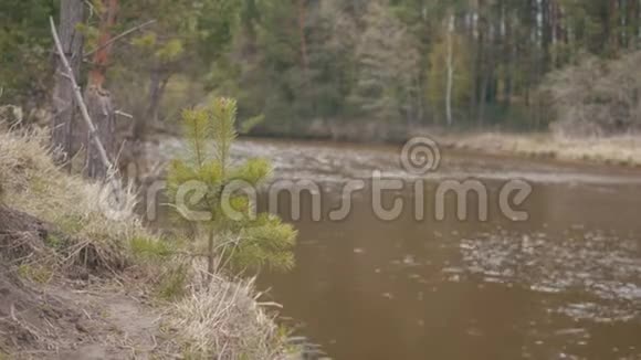 河岸特写小松树背景上有肮脏的棕色河水库存初秋视频的预览图