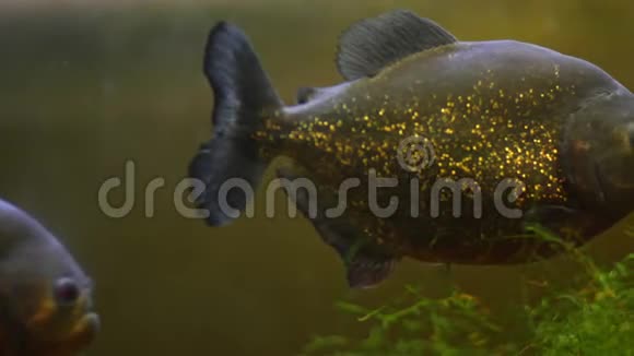 Piranha大鱼是自然界的危险视频的预览图