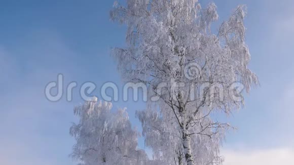 白雪皑皑的树木雪后的冬天树枝上闪着晶莹的霜视频的预览图