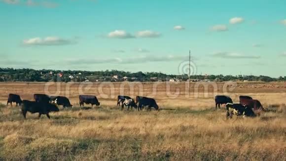 牧场上的牛群背景是一群羊在远处你可以看到村庄多云视频的预览图