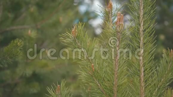 特写清新绿嫩的松枝迎风摇曳库存植物和树木视频的预览图