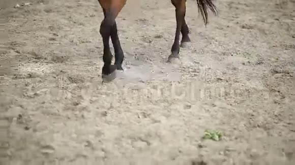 马在沙滩上行走视频的预览图