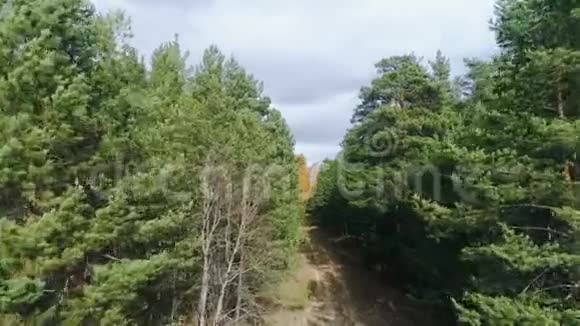空中运动穿过松树和金桦林变成灰烬视频的预览图