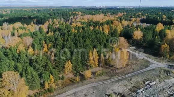 鸟瞰金色桦树和绿树林与轨道视频的预览图