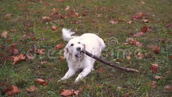 金毛猎犬在秋天公园慢动作地嚼着棍子视频的预览图