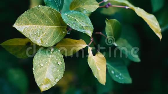 雨后水滴在茂盛的绿叶上视频的预览图