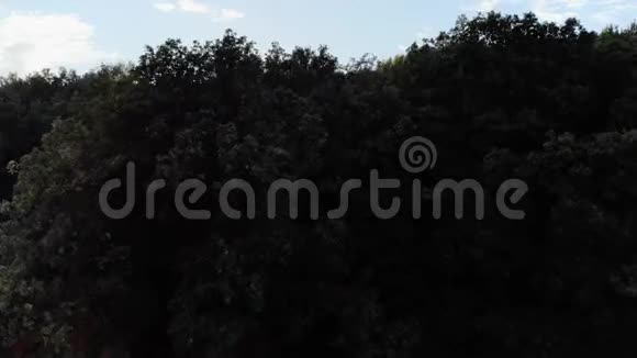 空中观景台飞过森林里美丽的秋树空中摄影机拍摄秋天秋天的风景4k视频的预览图