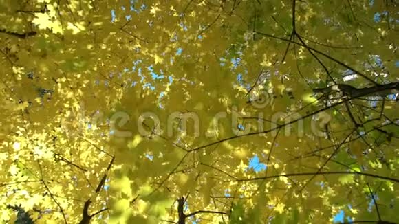 特写落黄秋枫叶秋天公园或森林里的黄色枫树和树叶慢节奏视频的预览图