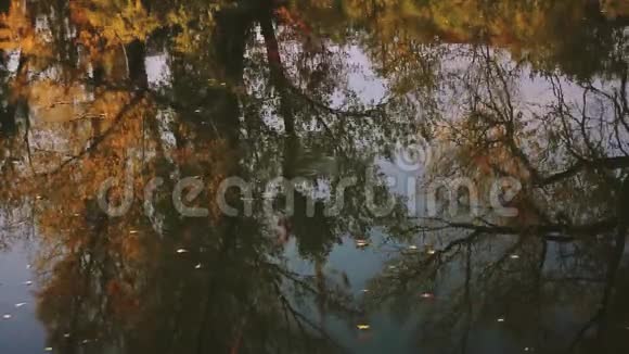 秋天的树叶飘浮在秋天的河上映着黄叶树视频的预览图