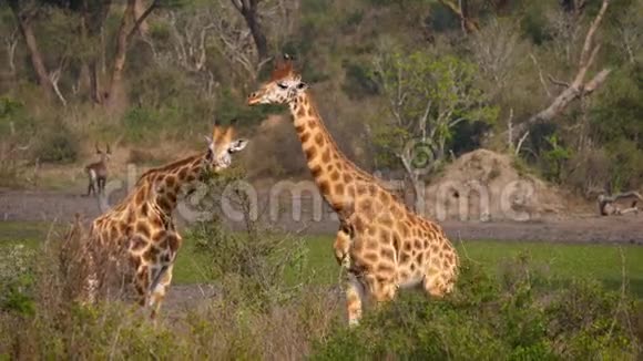 野生非洲长颈鹿在非洲保护区的绿色灌木丛中觅食视频的预览图