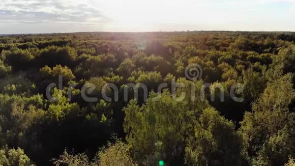 空中观景台飞过森林里美丽的秋树空中摄影机拍摄秋天秋天的风景4k视频的预览图