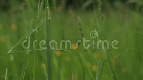雨滴在草地上视频的预览图