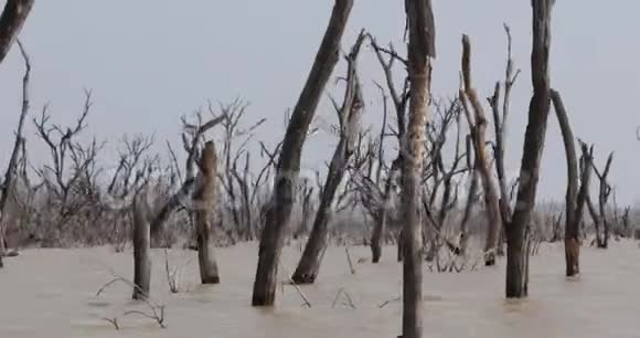 巴林戈湖景观显示水的上升与枯树肯尼亚实时视频的预览图