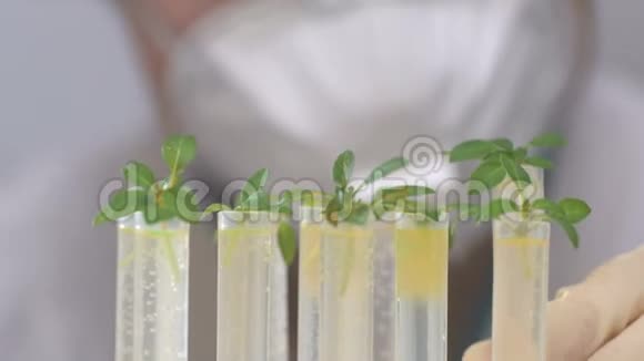 一位生物学家科学家将一种试剂应用于试管中植物的叶子上视频的预览图