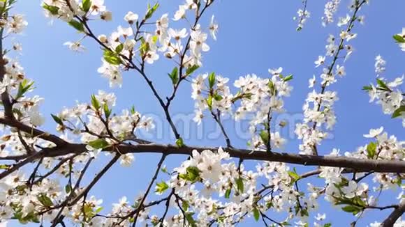 树杏花迎着蓝天春日视频的预览图