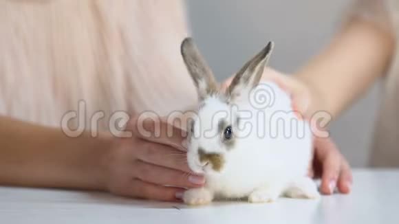 小朋友在妈妈手里爱慕毛茸茸的白兔抚摸玩耍视频的预览图