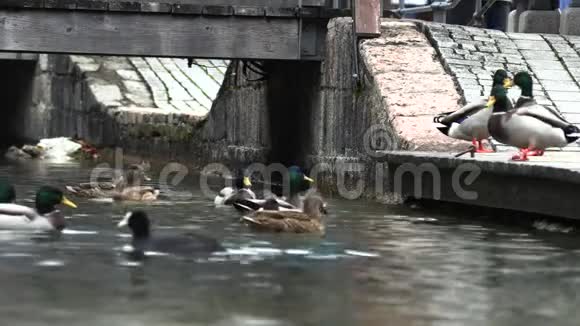野鸭在码头上嬉戏动作缓慢视频的预览图