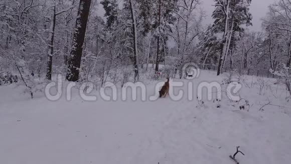 孩子们沿着雪山走狗在雪中玩耍视频的预览图