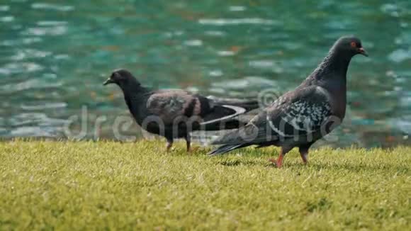 一群鸽子走着摇着头啄着地面寻找食物飞机的窗视图视频的预览图