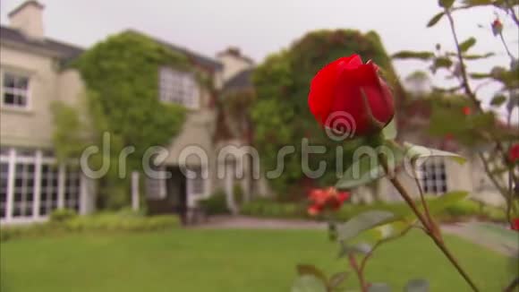 活力绽放的红玫瑰视频的预览图