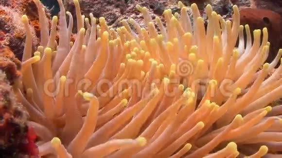 海底的波浪珊瑚视频的预览图