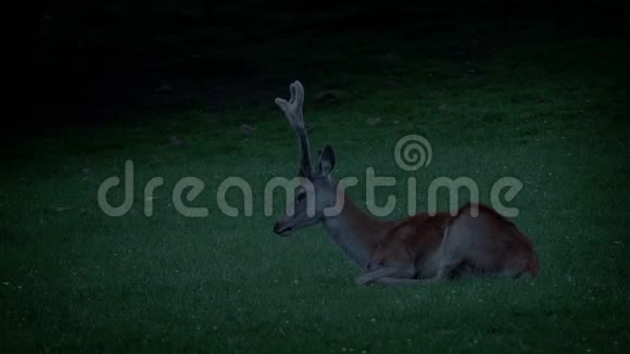 晚上鹿在草地上休息视频的预览图