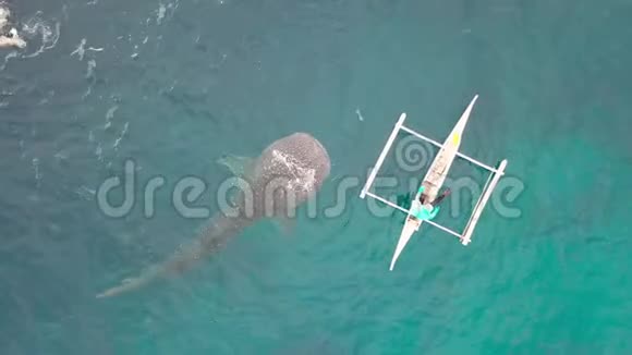 鲸鲨在公海上从船上吃鱼鲸从无人驾驶飞机飞过野生鲸鲨时的鸟瞰图视频的预览图