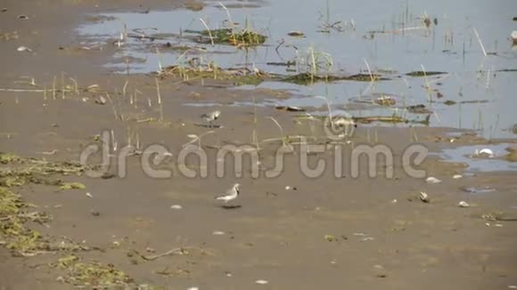 两只小白鸟在沼泽的岸边觅食视频的预览图
