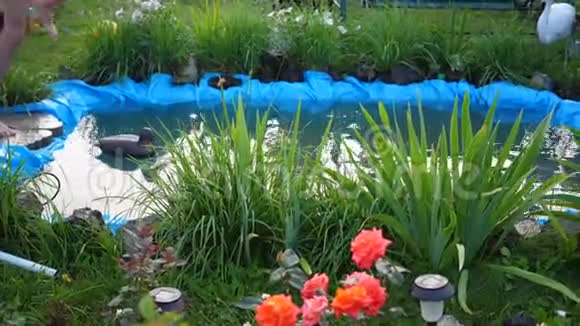 这个家伙在炎热的夏天在一个小湖里游泳男孩跳进水里造成水溅花园视频的预览图