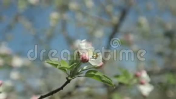 一只蜜蜂在阳光明媚的日子飞过盛开的苹果树视频的预览图