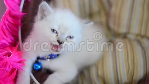可爱的小白猫坐在篮子里哭泣视频的预览图