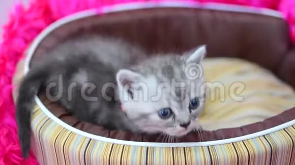 可爱的小猫坐在篮子床上哭泣视频的预览图