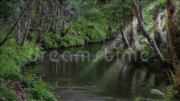 在一片深林中缓慢流淌着的芦苇视频的预览图