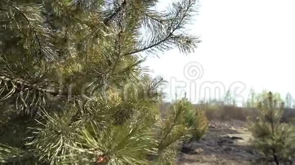 绿松背景上有烧毁的树木野火后的森林自然破坏危险吃水生态视频的预览图