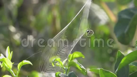 大型昆虫蜘蛛织工视频的预览图