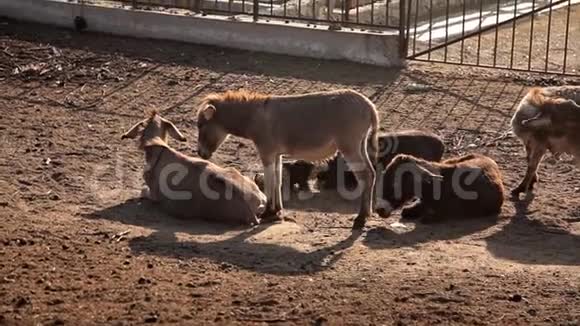牧场草地上的一群驴子自然动物视频的预览图