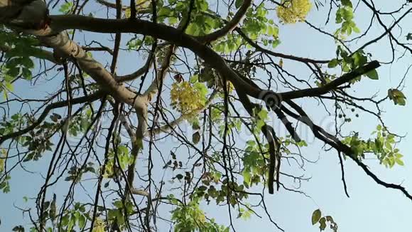 金色花洒树在风中摇曳视频的预览图