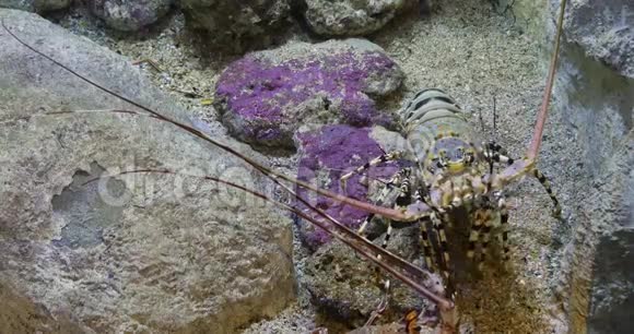 彩绘刺龙虾或彩绘岩龙虾泛紫龙虾成人站在岩石上实时视频的预览图