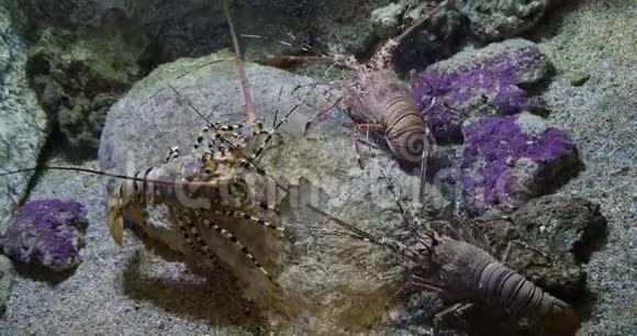 彩绘刺龙虾或彩绘岩龙虾泛紫病毒云彩龙成人站在岩石上实时视频的预览图