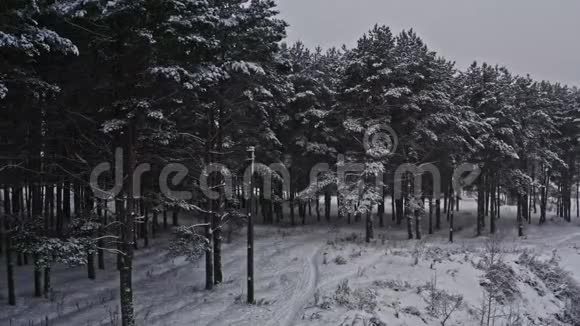 奇妙的冬季霜林景观雪山空中飞上云杉树枝从雾蒙蒙的森林在白色视频的预览图