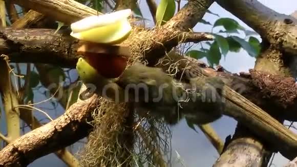 猴子在大自然中吃树视频的预览图