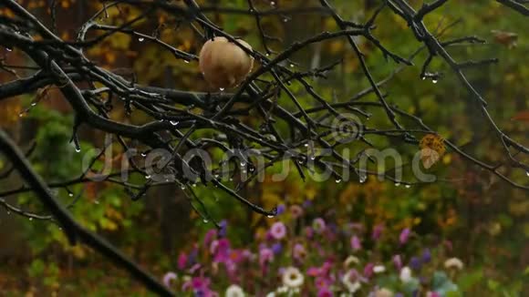 秋天花园里的苹果树枝视频的预览图