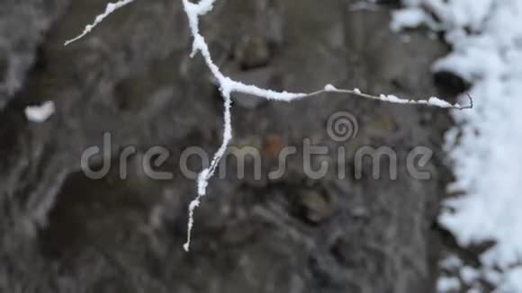 冻僵的树枝上挂着大量的雪视频的预览图