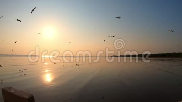 海鸥在夕阳下飞翔视频的预览图