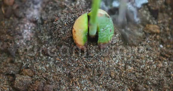 种植牛油果幼苗并浇水视频的预览图