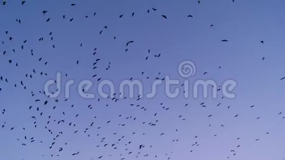 一群黑鸟乌鸦在蓝天上飞翔视频的预览图