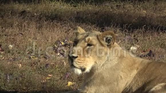 两只母狮躺在草地上两只母狮在下午午睡后休息视频的预览图