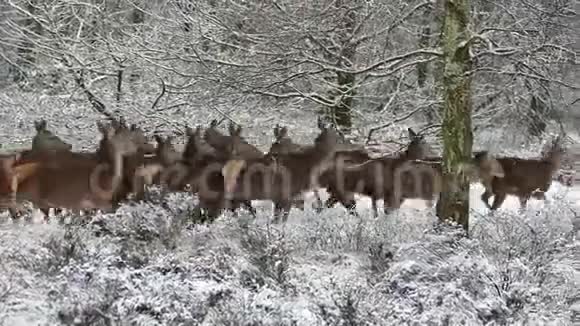 鹿群自然野生视频的预览图