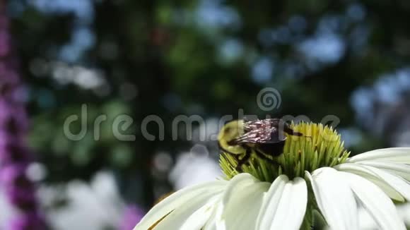 大黄蜂以盛开的花朵为食的特写镜头视频的预览图
