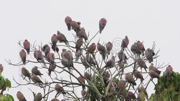 亚洲泰国的红尾鸽群鸟视频的预览图